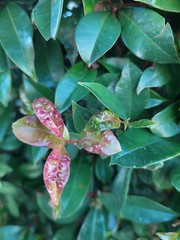 Austropuccinia psidii