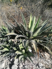 Agave kerchovei