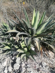 Agave kerchovei