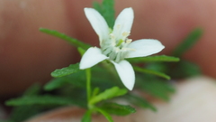 Philotheca difformis