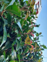 Austropuccinia psidii