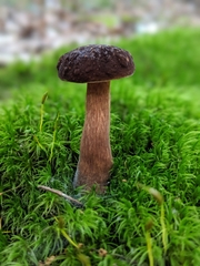 Xanthoconium affine maculosus