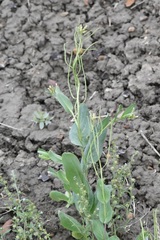 Conringia orientalis