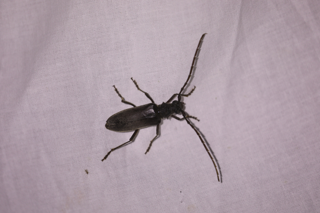 Neoplocaederus spinicornis