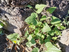 Aristolochia wrightii
