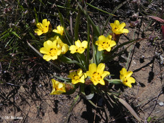 Sisyrinchium graminifolium