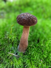 Xanthoconium affine maculosus