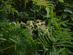 Sorbaria tomentosa
