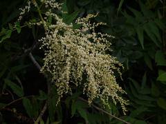 Sorbaria tomentosa