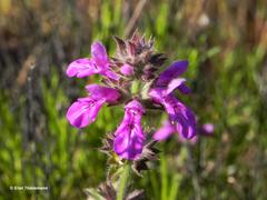 Stachys philippiana