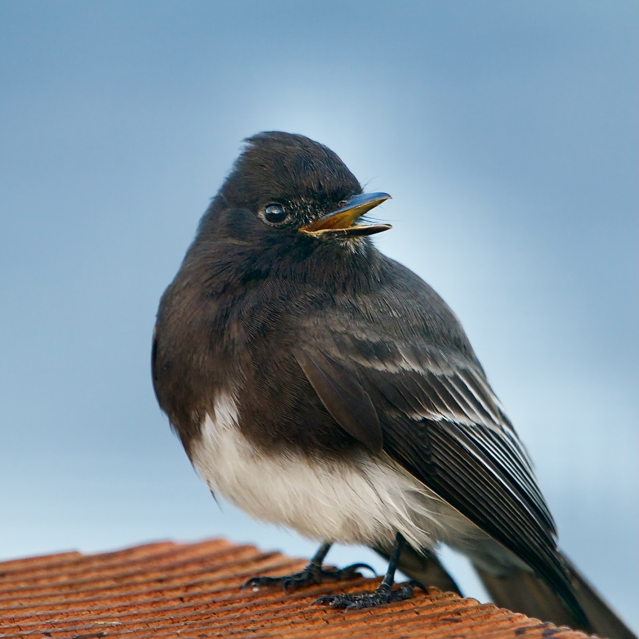 Black Phoebe (Sayornis nigricans)