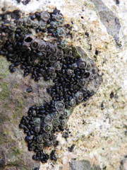 Melarhaphe neritoides