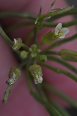 Conringia orientalis