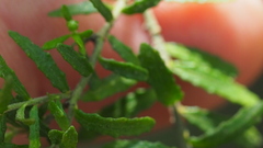 Philotheca difformis