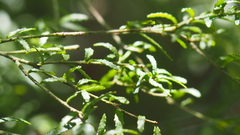 Philotheca difformis