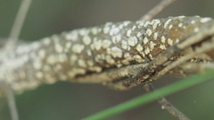 Philotheca difformis