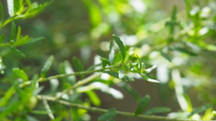 Philotheca difformis