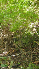 Philotheca difformis