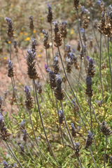 Lavandula dentata image