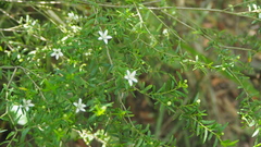 Philotheca difformis