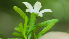 Philotheca difformis