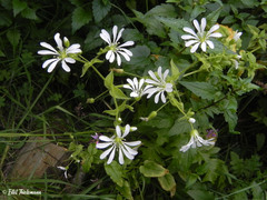 Stellaria chilensis
