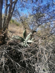 Agave marmorata