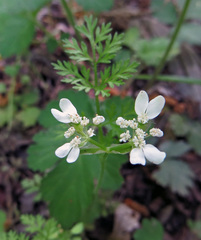 Orlaya grandiflora