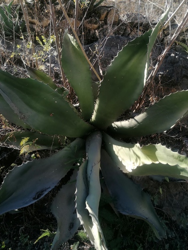 Agave marmorata