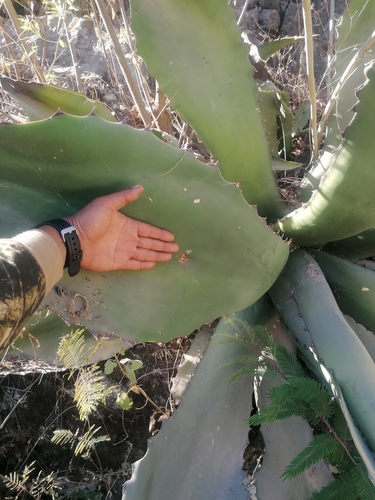 Agave marmorata
