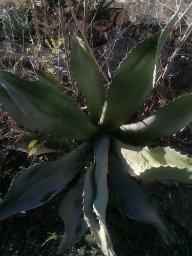 Agave marmorata