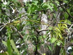 Tillandsia polystachia