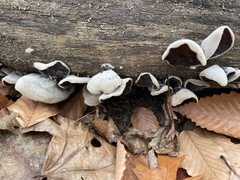 Auricularia