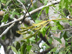 Tillandsia polystachia