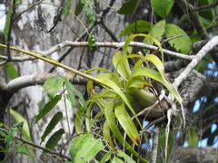 Tillandsia polystachia
