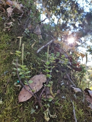 Peperomia berlandieri