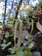 Peperomia berlandieri