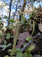 Peperomia berlandieri
