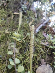 Peperomia berlandieri