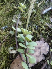 Peperomia berlandieri