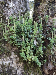 Peperomia berlandieri