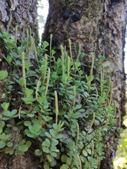 Peperomia berlandieri