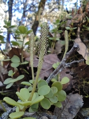 Peperomia berlandieri