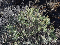 Parolinia intermedia