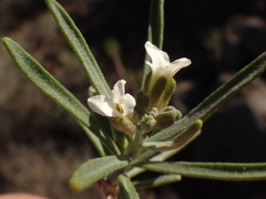 Parolinia intermedia