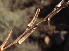 Parolinia intermedia