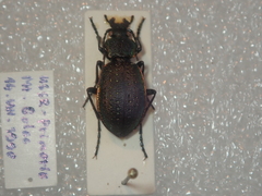 Carabus aurocinctus