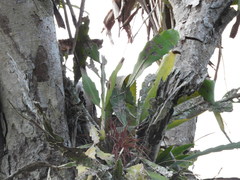 Epiphyllum phyllanthus