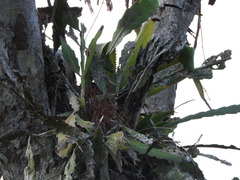 Epiphyllum phyllanthus