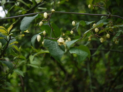 Clematis connata